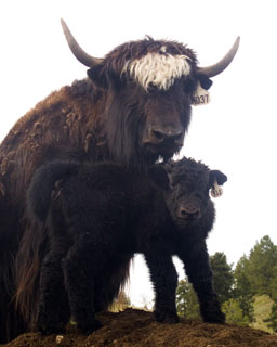 imperial yak cow and calf Spring Brook Ranch